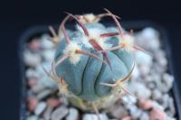 Echinocactus horizonthalonius PD 114 G